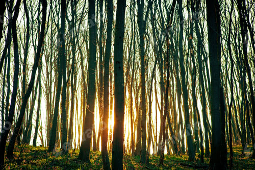 Preview: Beautiful Green Forest