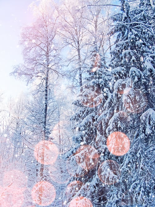 Preview: Christmas Winter Forest Landscape On A Frosty Day With Snow And Sunny Light Beams