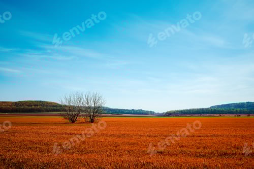 Preview: Orange Flower Field In Summer Day With Beautiful Sky