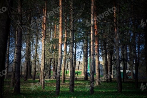 Preview: Beautiful Green Forest
