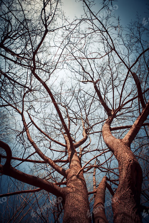 Preview: Forest Trees