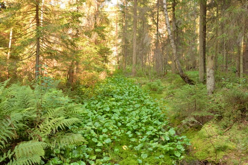 Preview: Ditch In Forest At Summer Day In The Karelian Isthmus, Russia.