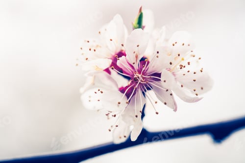 Preview: Ackground With Flowers On A Spring Day
