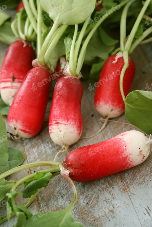 Preview: Preparing Fresh Red European Radishes