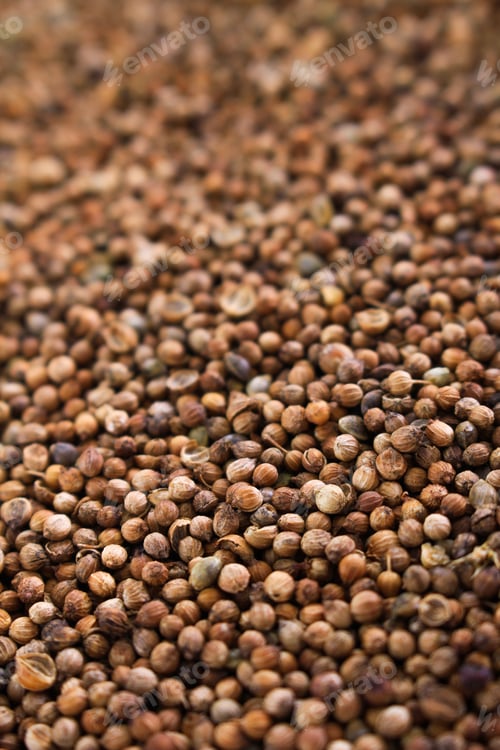Preview: Dried Corriander Seeds Spice
