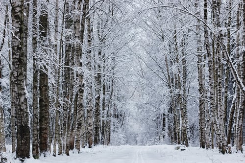Preview: Winter Forest Covered Snow