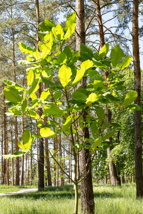 Preview: Forest Beauty In The Summer