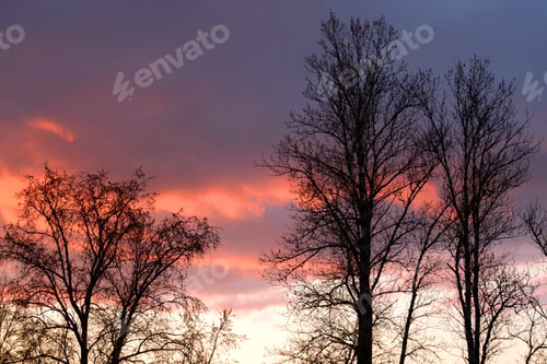 Preview: Silhouettes Of Trees Without Leaves On A Sunset Background.