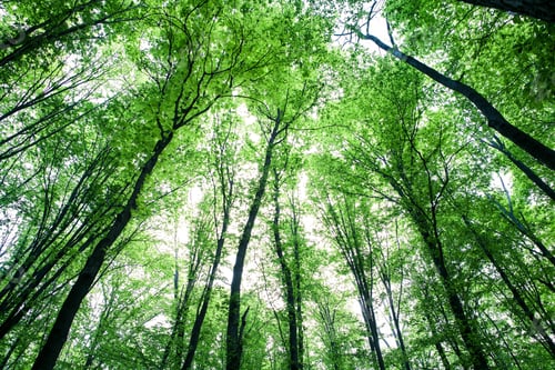 Preview: Forest Trees