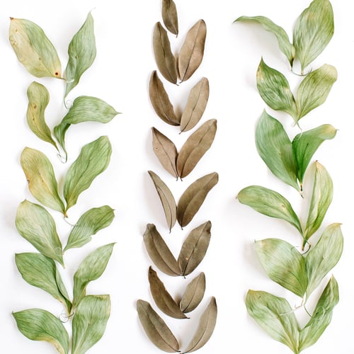 Preview: Green And Brown Leaves On White Background. Flat Lay, Top View. Floral Background.