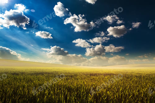 Preview: Green Field And Beautiful Sunset