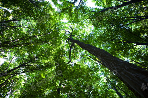 Preview: Forest Trees Nature Green Wood Sunlight Backgrounds