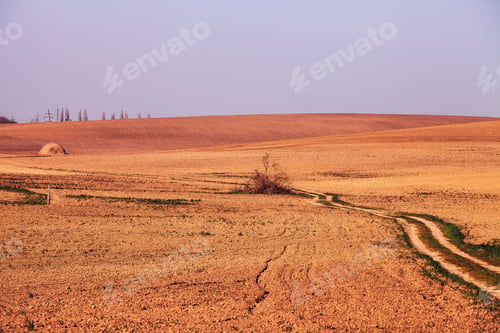 Preview: The Spring Field Is A Germinating Wheat