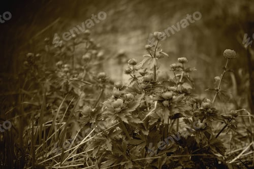 Preview: Meadow Flowers Summer Landscape