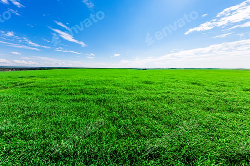 Preview: Green Field And Beautiful Sunset