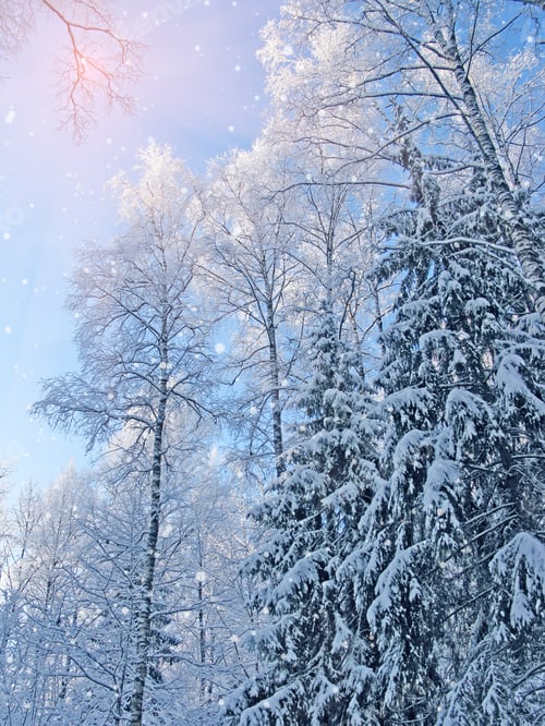 Preview: Christmas Winter Forest Landscape On A Frosty Day With Snow And Sunny Light Beams