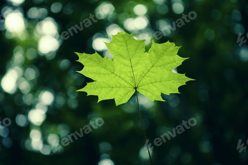 Preview: Forest Trees Leaf. Nature Green Wood Sunlight Backgrounds