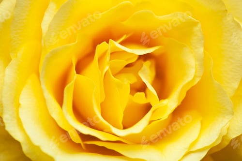 Preview: Closeup Of Beautiful Yellow Rose