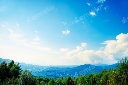 Preview: Pine Tree Forest