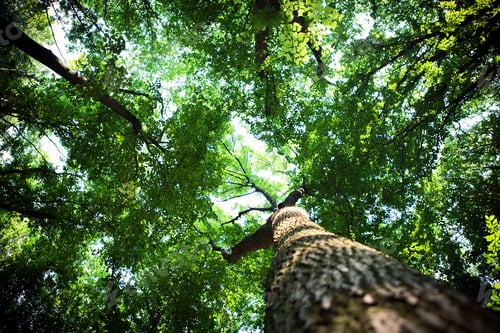 Preview: Forest Trees Nature Green Wood Sunlight Backgrounds