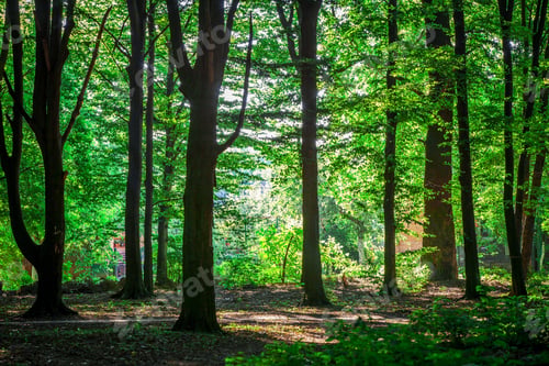 Preview: Beautiful Green Forest