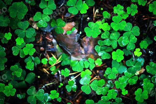 Preview: Background From Plant Clover Four Leaf. Irish Traditional Symbol. St.Patrick Day.