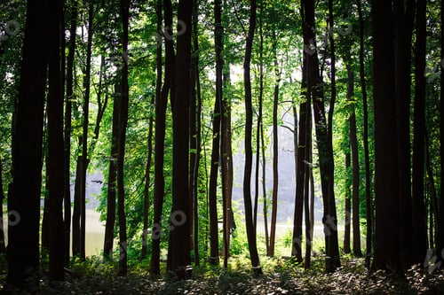 Preview: Beautiful Green Forest