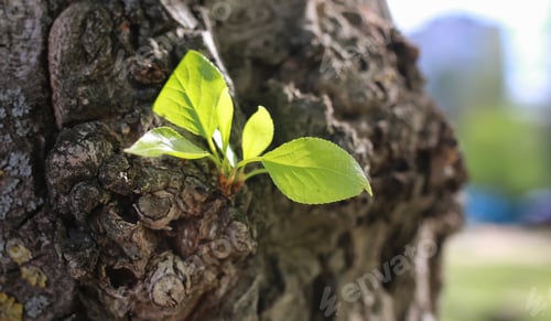 Preview: Small New Leaf On Tree