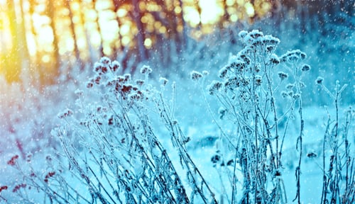 Preview: Winter Landscape.Winter Scene .Frozenned Flower