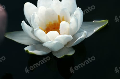 Preview: White Water Lily