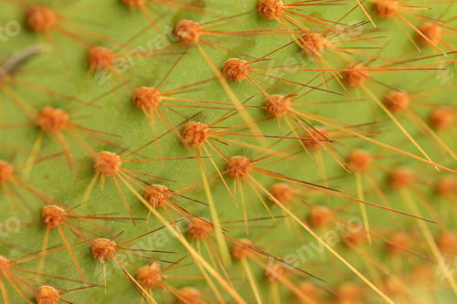 Preview: Cactus Texture