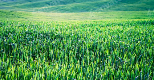 Preview: Green Field And Beautiful Sunset