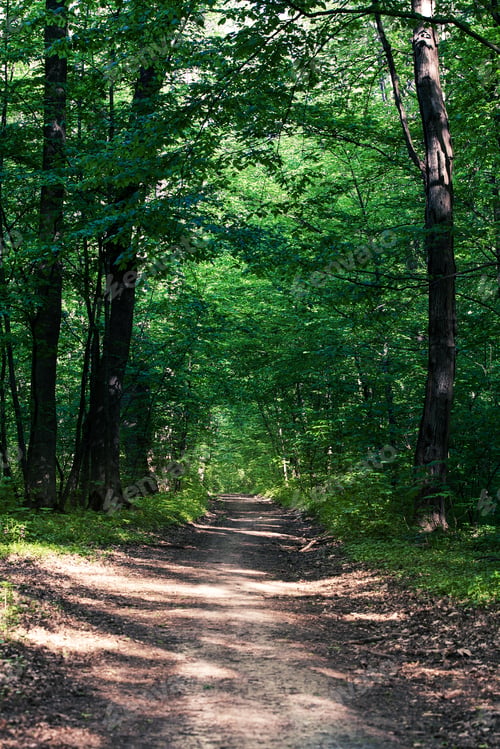 Preview: Beautiful Green Forest