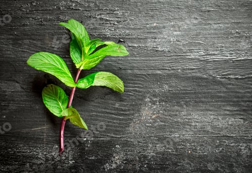 Preview: Branch Of Fresh Mint. On The Black Wooden Table.