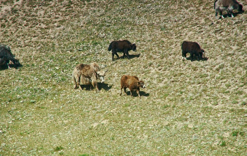 Preview: Yaks At Pik Lenin, Sary Mogul, Altai And Pamir Mountains, Kyrgyzstan, Central Asia