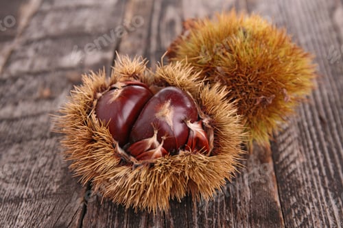 Preview: Chestnut
