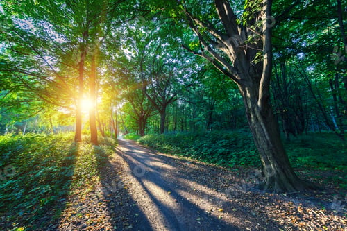 Preview: Beautiful Green Forest