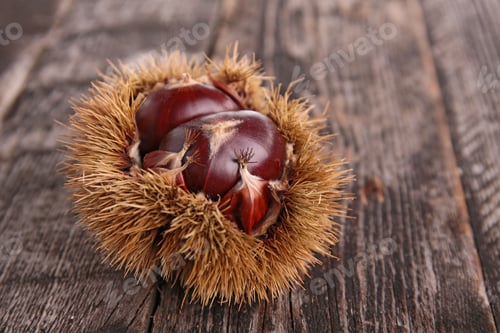 Preview: Chestnut