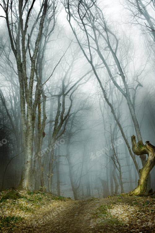 Preview: Dark Forest With Fog And Cold Light