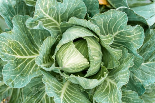 Preview: Fresh Cabbage Head In The Garden. Close Up