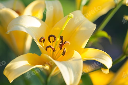 Preview: Yellow Lilies In The Keukenhof Park