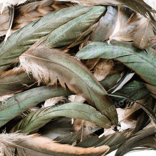 Preview: Bird Feathers Pattern. Flat Lay, Top View