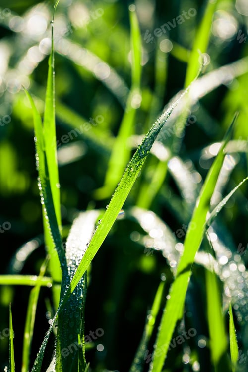 Preview: Water Drops On The Green Grass Background