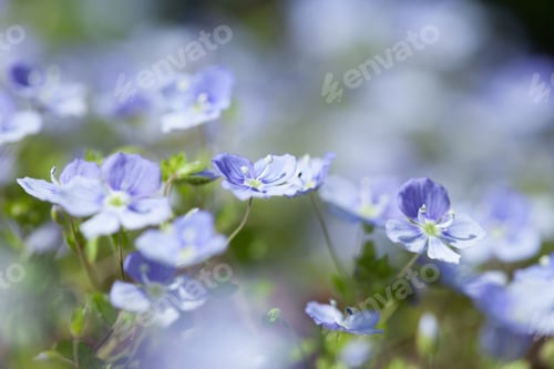 Preview: Nice Flowers