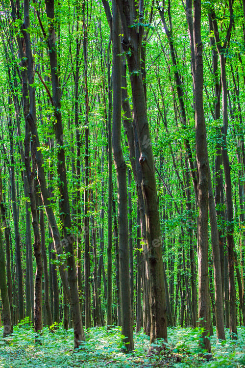 Preview: Beautiful Green Forest