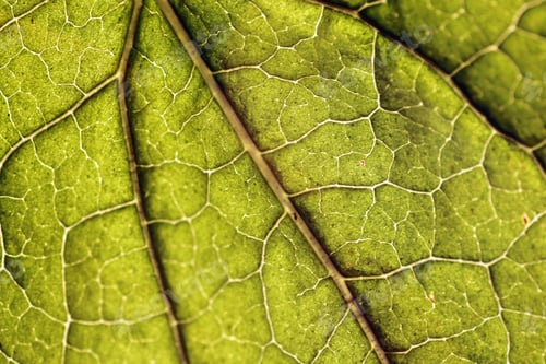 Preview: Tree Leaf Macro Texture