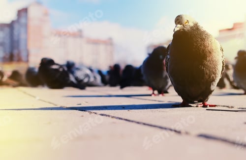 Preview: Gray Doves On The Background Of The Building