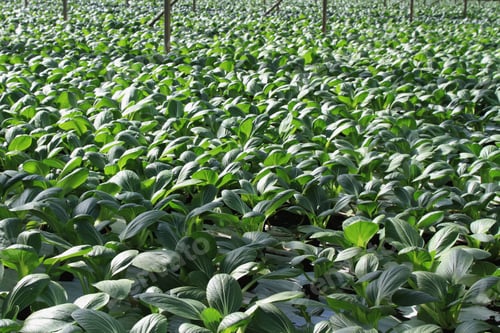 Preview: Bok Choy Pak Choi Vegetable
