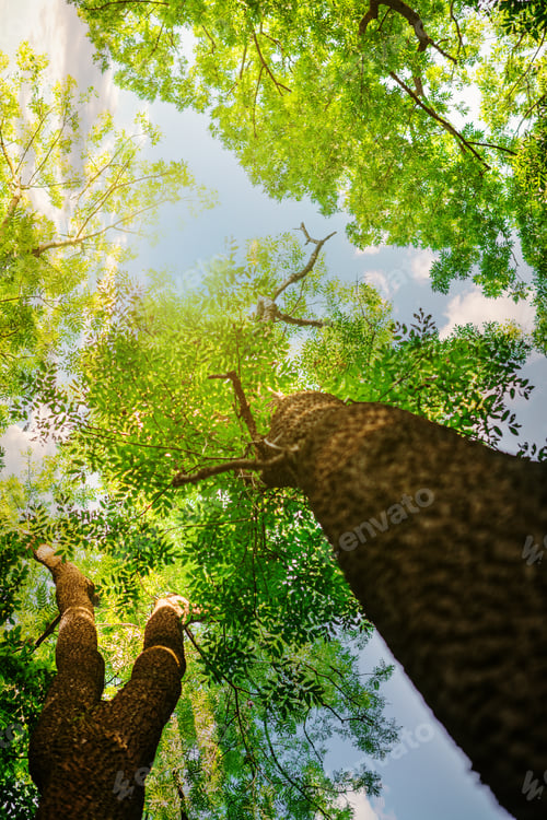 Preview: Forest Trees. Nature Green Wood Sunlight Backgrounds