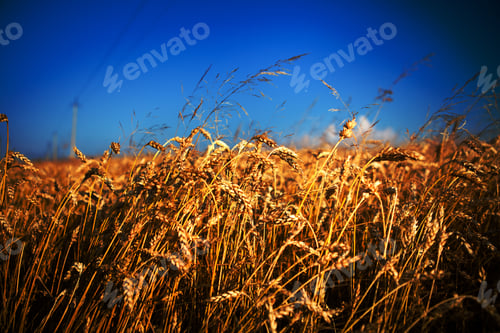 Preview: Wheat Field